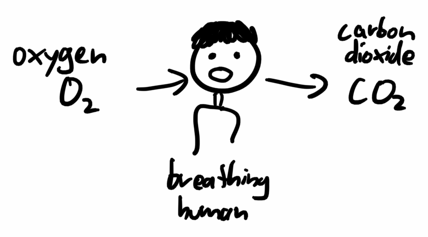 Humans make CO₂.